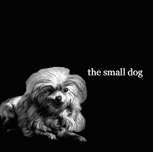 Small Dog Meme - Small dog - Discover & Share GIFs