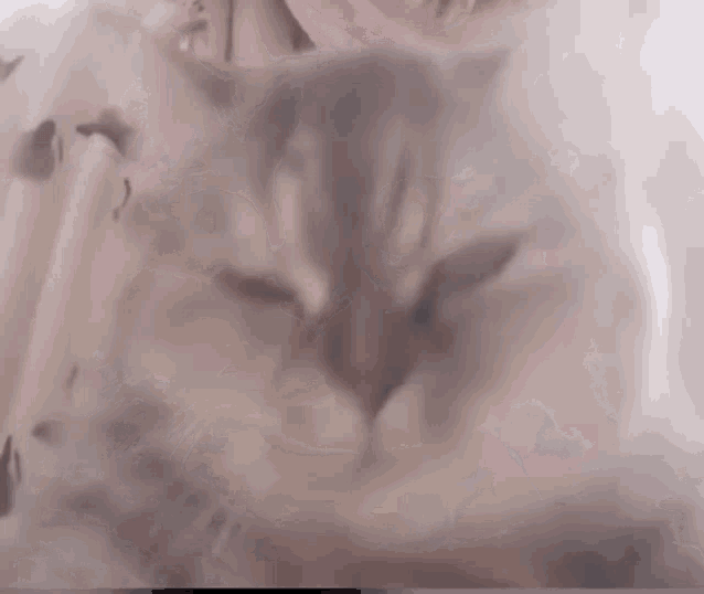 Cat Kitty GIF - Cat Kitty Surprised GIFs