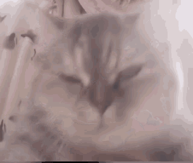 a close up of a cat 's face behind a curtain