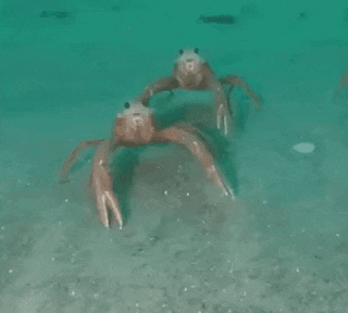 two crabs are dancing in the water .