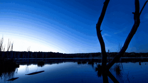 a silhouette of a tree in the middle of a lake at night