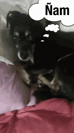 a dog is laying on a bed with a thought bubble that says ' nam ' on it .