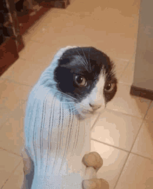 a black and white cat wrapped in a sock is being held by a person .