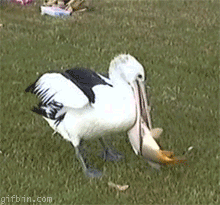 Pelican Screw That Fish GIF
