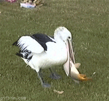a pelican is standing in a grassy field holding a piece of food in its beak