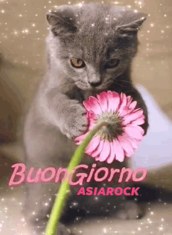 Asiarock Buon Giorno GIF - Asiarock Buon Giorno Cat GIFs