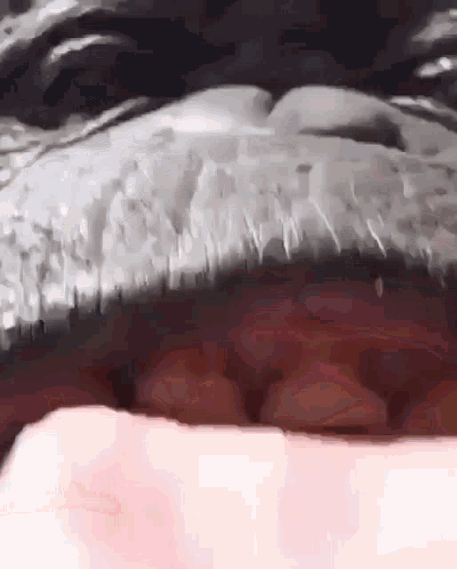 a close up of a dog 's mouth with a person 's hand .