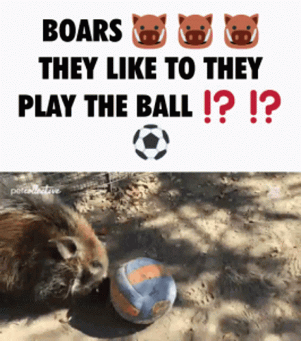 Boar Boars GIF - Boar Boars Football GIFs