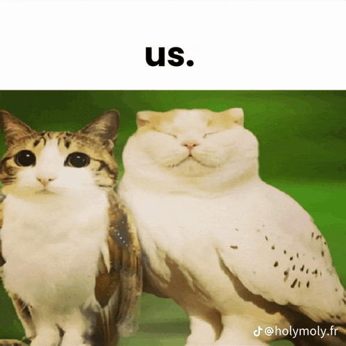a cat and an owl are standing next to each other and the words us are above them