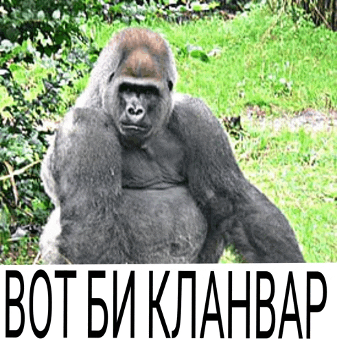 a gorilla is sitting in the grass with the words bot bi klanbar written below it