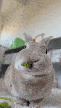 a close up of a bunny rabbit eating a green leaf