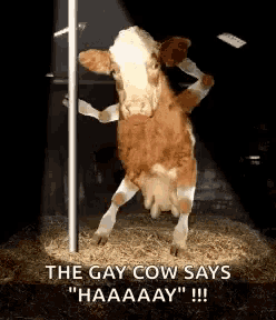 a cow is standing next to a pole and says the gay cow says haaaay