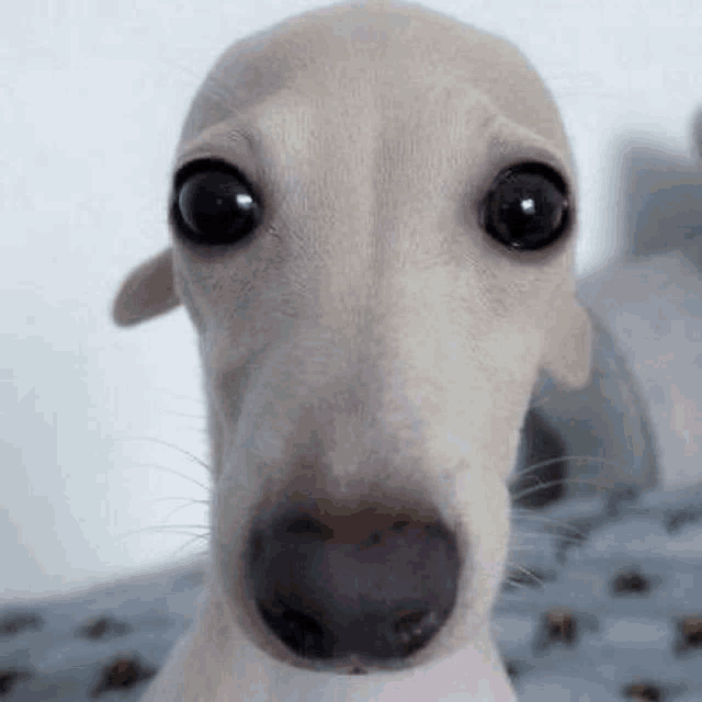 a close up of a dog 's face with big eyes .