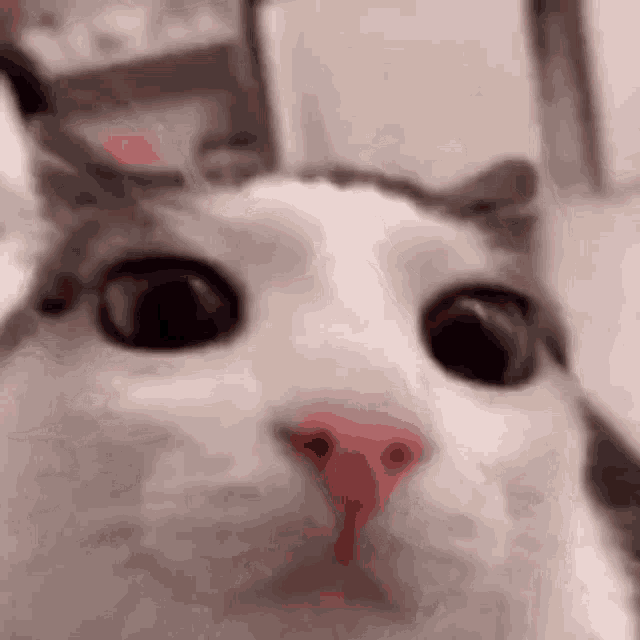 Cat Blinking GIF - Cat Blinking GIFs