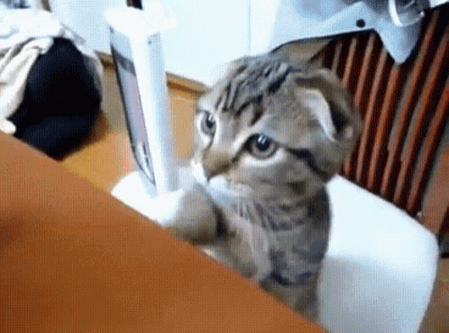 Cats Standing GIF - Cats Standing GIFs
