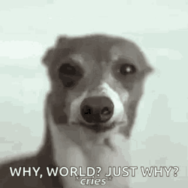 a dog is making a funny face and asking why , world ? just why ?