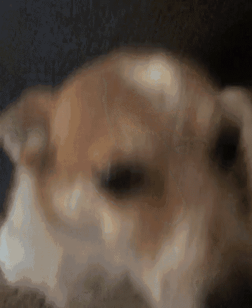 a close up of a brown and white dog 's face with a blurry background