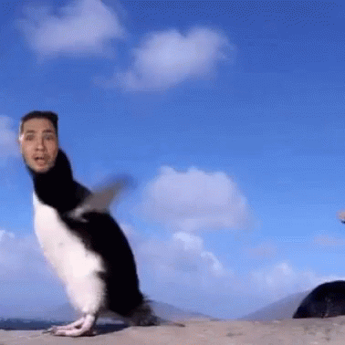 Penguin Falling GIF - Penguin Falling Peguinfalls GIFs