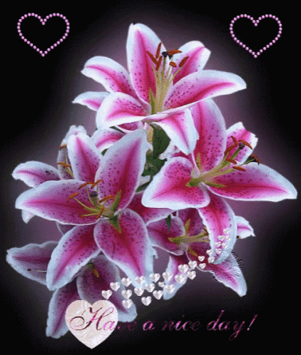 a bunch of pink flowers with the words have a nice day below them