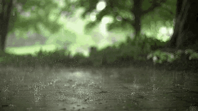 rain is falling on the ground in the woods .