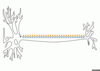 樹状細胞 GIF - Dendritic Cell Dendrite Neuron GIFs