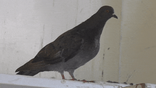 a pigeon is perched on a white railing and looking at the camera