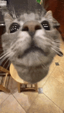 a cat is sitting on a wooden stool looking up at the camera