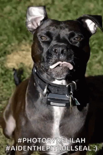 Tongueout Adoptdontshop GIF - Tongueout Adoptdontshop Dogs GIFs