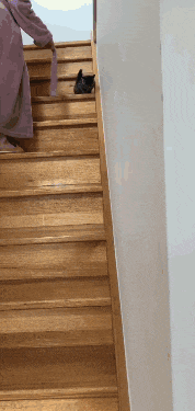 a person is walking up a set of wooden stairs with a cat on the bottom step
