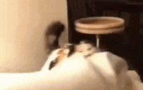 a cat is sitting on top of a bed next to a table .
