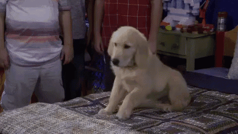 a puppy is sitting on top of a bed with people standing around it .