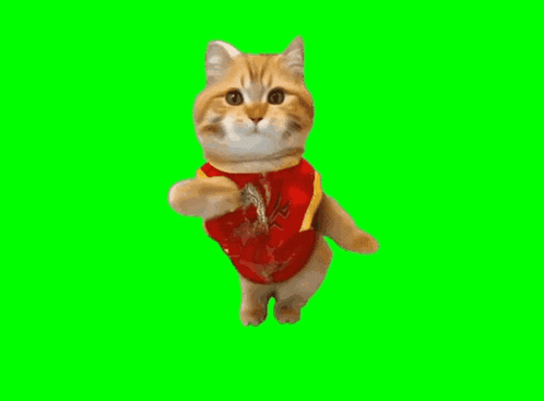 a cat is wearing a red shirt with a dragon on it and standing on a green screen .