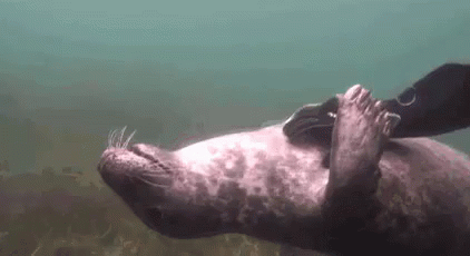 Seal Belly Scratches - Belly GIF - Belly Seal Diver GIFs