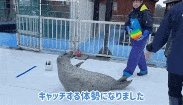 a seal is laying on the ground while a person holds a rainbow ball