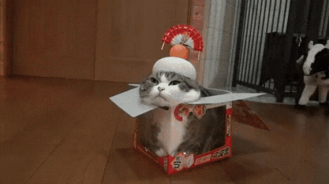 a cat in a box with a hat on its head
