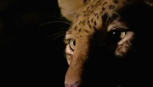 Eyein' You Up GIF - Cats Leopards GIFs