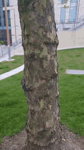 a tree trunk in a park with a building in the background and a sign that says ' a ' on it