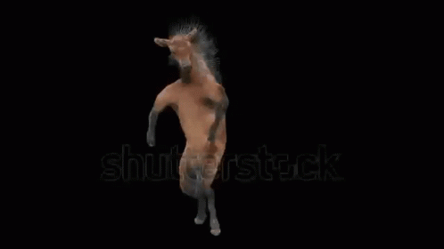 Dancing Horse GIF - Dancing Horse GIFs