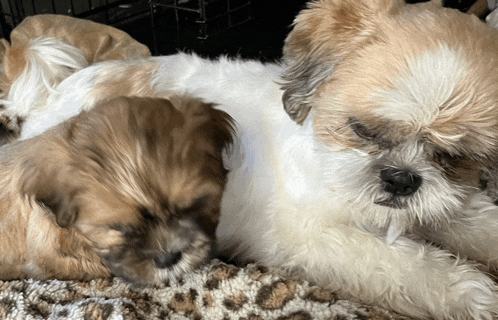 a brown and white dog laying on top of another dog
