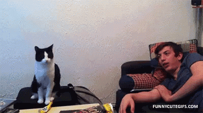 Kitty Gimmefive GIF - Kitty Gimmefive Reluctant GIFs