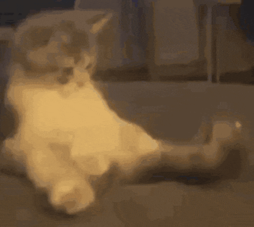 a cat is laying on its back on a couch and looking at the camera .