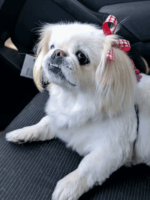 a small white dog with a red bow on its head