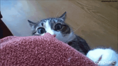 a cat is peeking over a pink blanket and making a funny face .