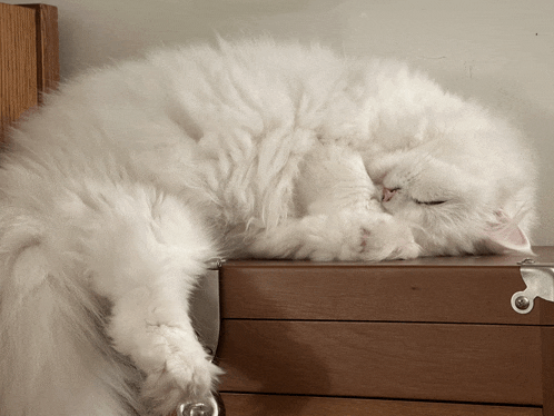 a fluffy white cat is sleeping on a wooden dresser