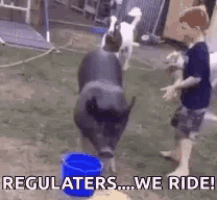 a boy and a pig are standing next to a blue bucket with the words regulators ... we ride .
