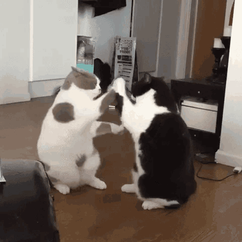 two cats are standing next to each other on the floor .