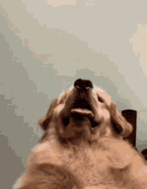 a close up of a dog 's face with its mouth open