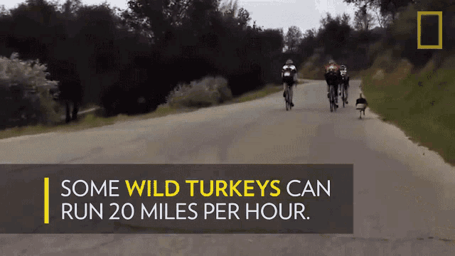Some Wild Turkeys Can Run20miles Per Hour National Geographic GIF - Some Wild Turkeys Can Run20miles Per Hour National Geographic Chase GIFs