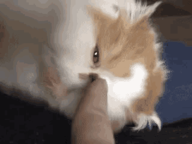 a close up of a person petting a cat 's nose .