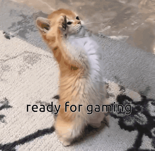 a kitten standing on its hind legs with the words ready for gaming written below it